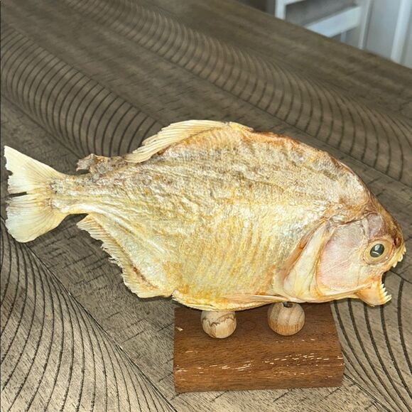 Natural Fish 🐠 Brazil 🇧🇷 Barracuda Wood 🪵 Mount Display - Picture 1 of 12
